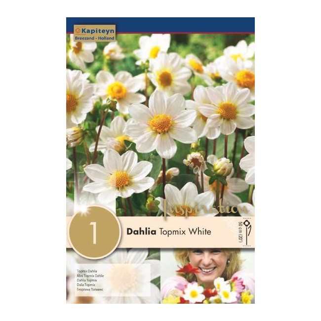 Bulbo di Dahlia Topmix White confezione da 1 pz