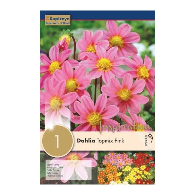 Bulbo di Dahlia Topmix Pink confezione da 1 pz