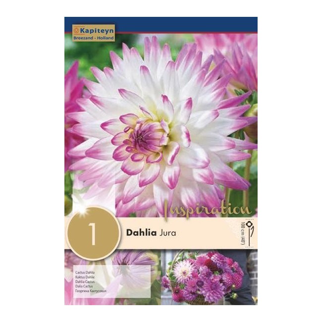 Bulbo di Dahlia Jura confezione da 1 pz