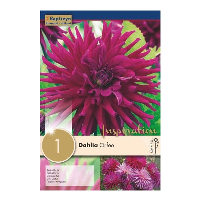 Bulbo di Dahlia Orfeo confezione da 1 pz