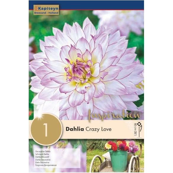 Bulbo di Dahlia Crazy Love confezione da 1 pz