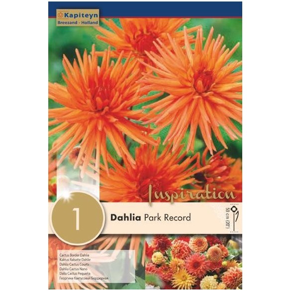 Bulbo di Dahlia Park Record confezione da 1 pz
