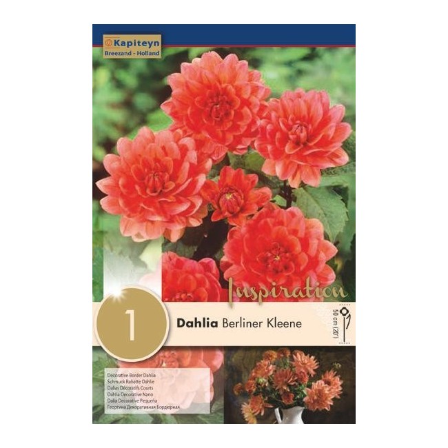 Bulbo di Dahlia Berliner Kleene confezione da 1 pz