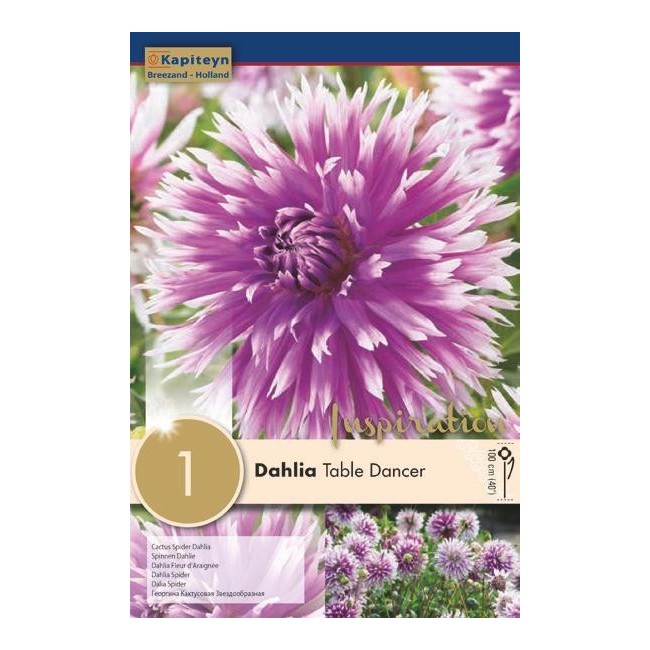 Bulbo di Dahlia Table Dancer confezione da 1 pz