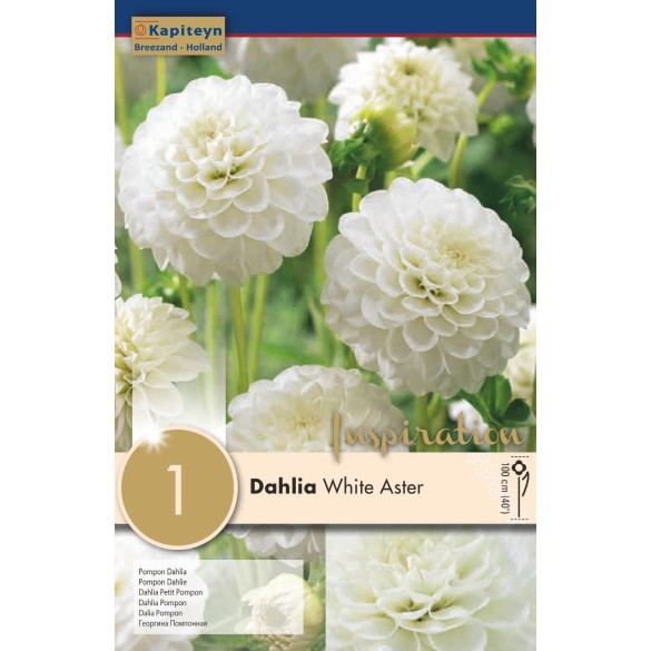 Bulbo di Dahlia Pompon White Aster confezione da 1 pz