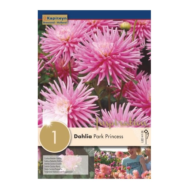 Bulbo di Dahlia Park Princess confezione da 1 pz