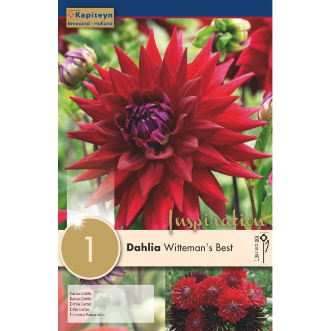 Bulbo di Dahlia Witteman's Best confezione da 1 pz