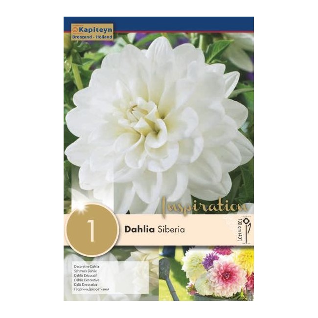 Bulbo di Dahlia Siberia confezione da 1 pz