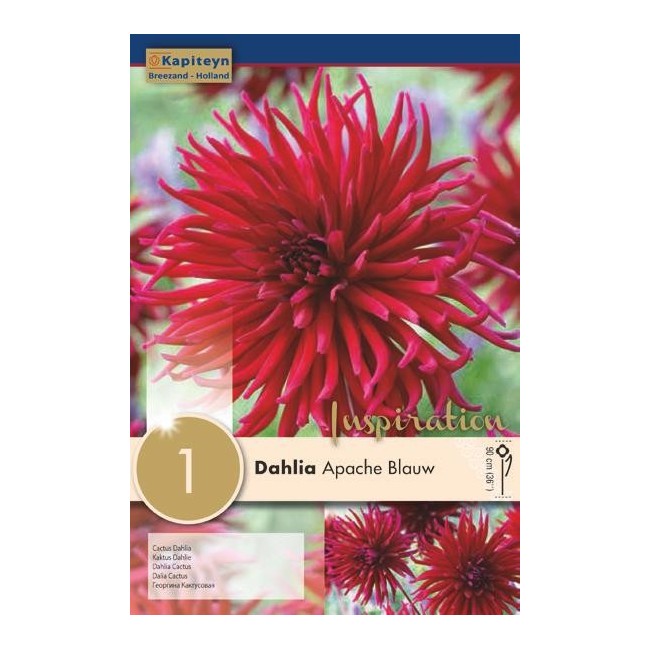 Bulbo di Dahlia Apache Blauw confezione da 1 pz