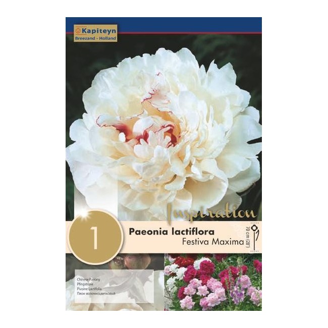 Bulbo di Peonia Lactiflora Festiva Maxima confezione da 1 pz