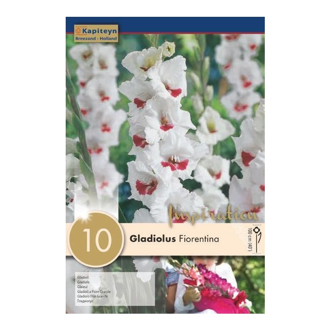 Bulbi di Gladiolo Fiorentina confezione da 10 pz