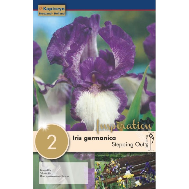 Bulbi di Iris Germanica Stepping Out confezione da 2 pz