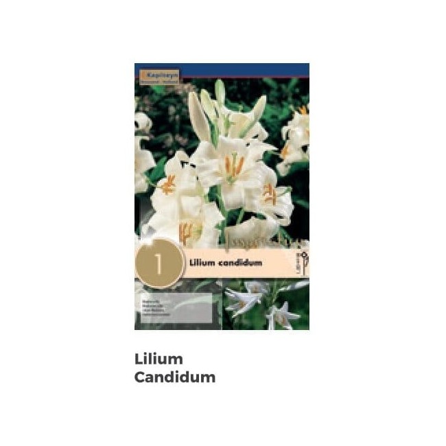 Bulbi Autunnali di Lilium Candidium confezione da 1 pz