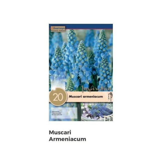 Bulbi Autunnali di Muscari Armeniacum confezione da 20 pz
