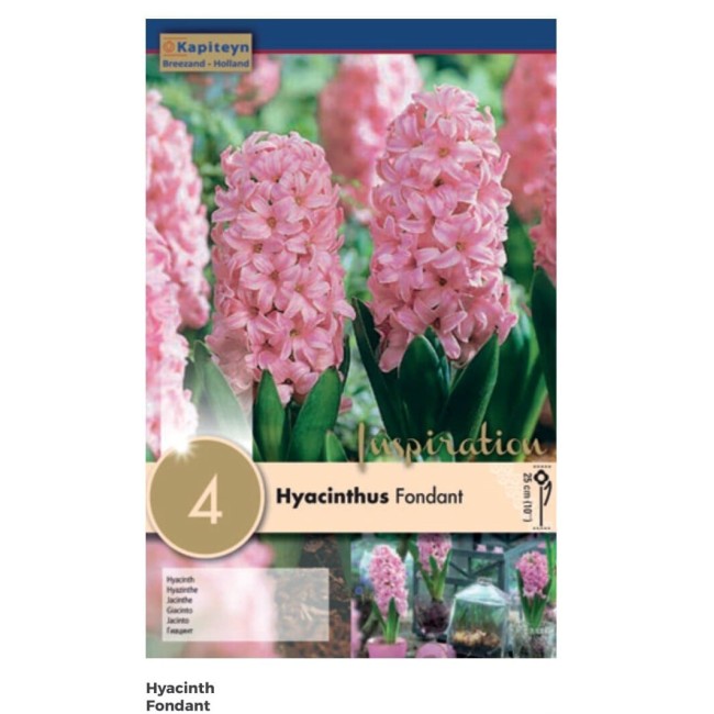 Bulbi Autunnali di Giacinto Fondant confezione da 4 pz