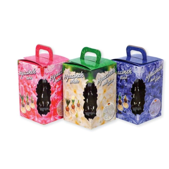 Giacinto Glass 1 pz Colori Assortiti