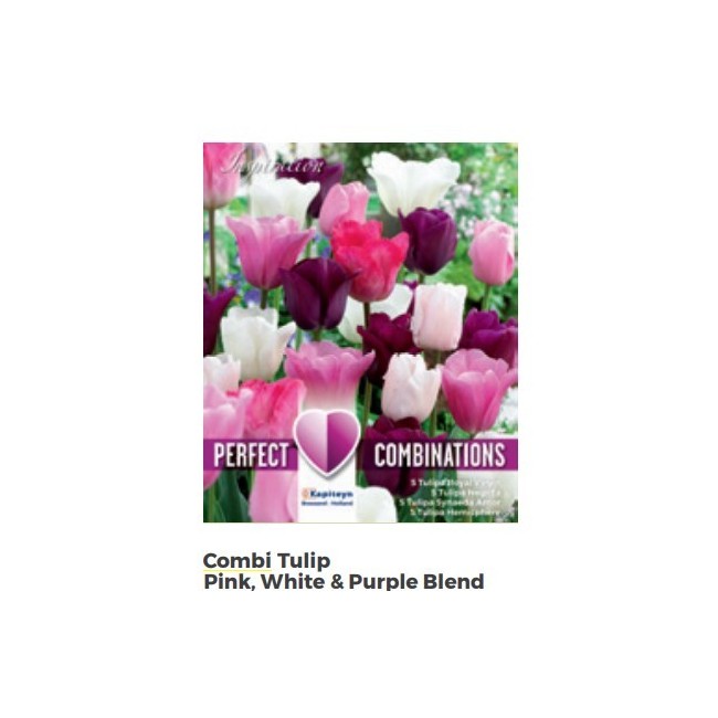 Bulbi di Tulipano Combi Pink, White & Purple confezione da 20 pz
