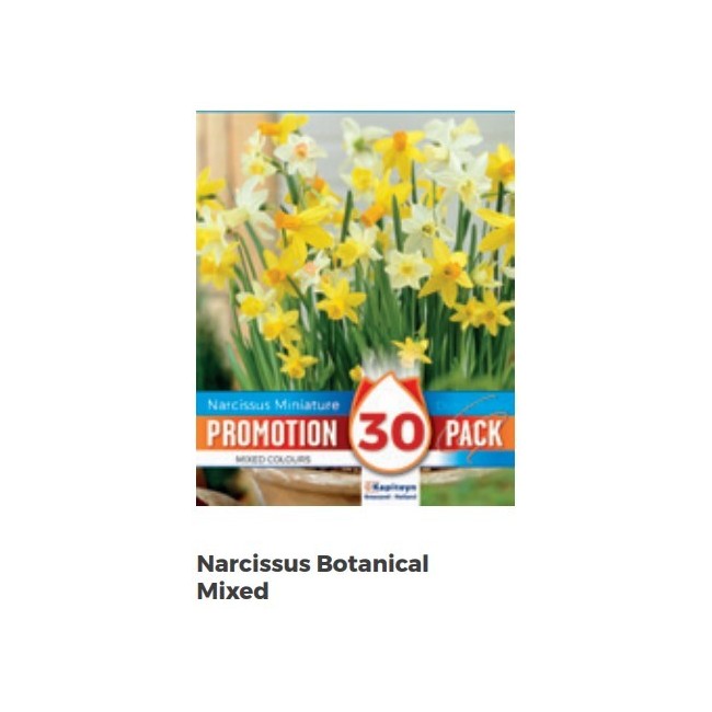 Bulbi Autunnali di Narcissus Botanical Mixed confezione da 30 pz