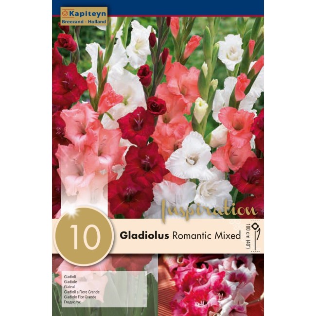 Bulbi di Gladiolo Romantic Mixed confezione da 10 pz