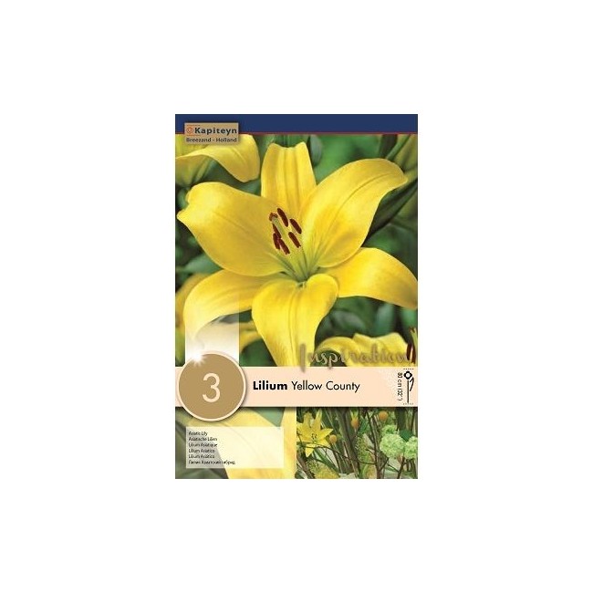 Bulbi di Liulium Yellow County confezione da 3 pz