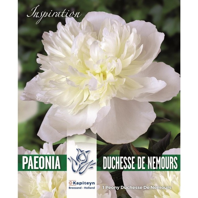 Bulbi di Peonia Duchesse de Nemours confezione da 1 pz
