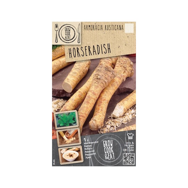 Bulbo di Armoracia Rusticaria