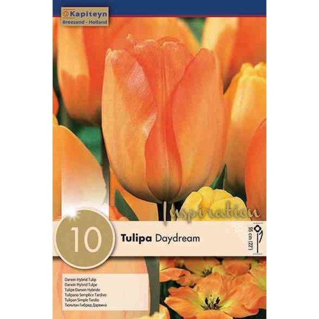 Bulbi Autunnali di Tulipano Daydream confezione da 10 pz KAPITEYN