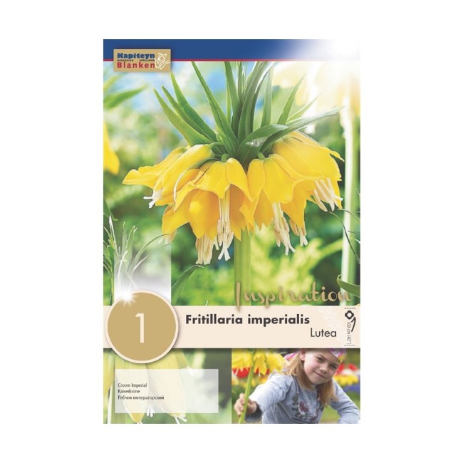 Bulbo Autunnale di Fritillaria Lutea KAPITEYN