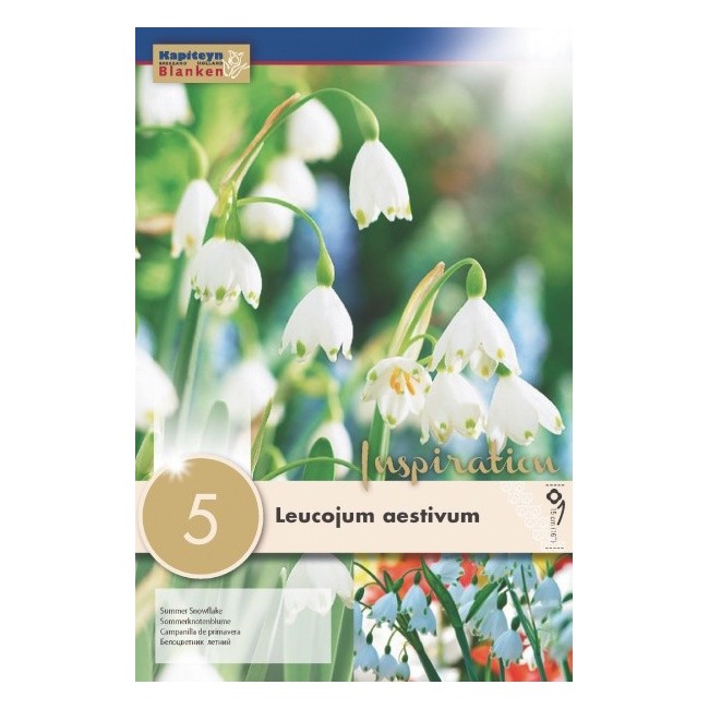 Bulbi Autunnali di Leucojum Aestivum confezione da 5 pz KAPITEYN