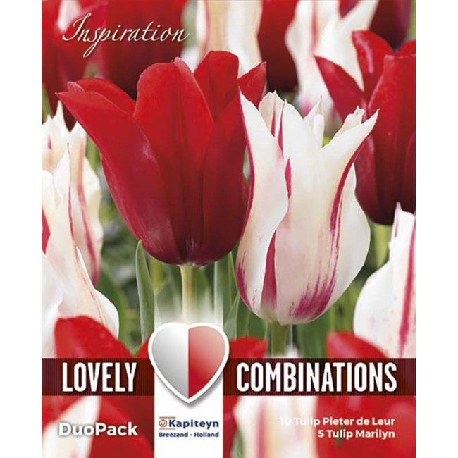 Bulbi Autunnali di Tulipano Combi Lily-Flowered Red & White confezione 15 pz KAPITEYN
