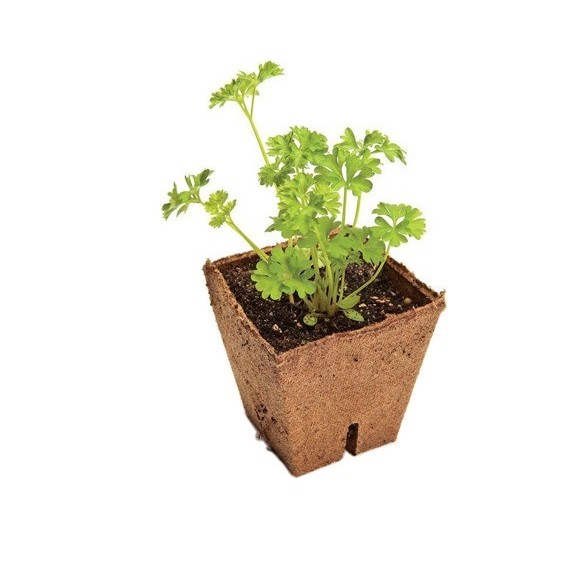 Vaso di Torba Quadrato 8x8 cm