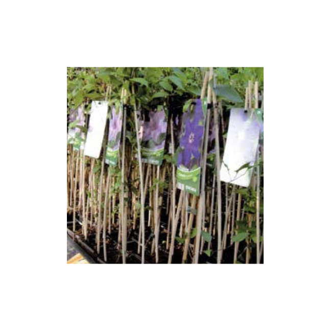 Flower Stick Bastoncini di Bambu' Naturale H50 cm Verdelook