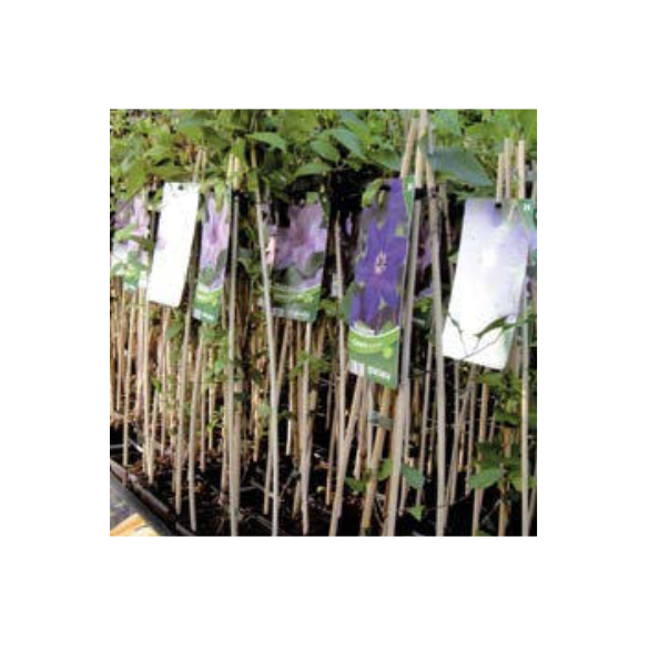 Flower Stick Bastoncini di Bambu' Naturale H50 cm Verdelook