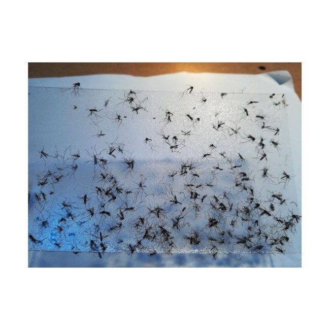 Set 10 Fogli Adesivi per Trappola...