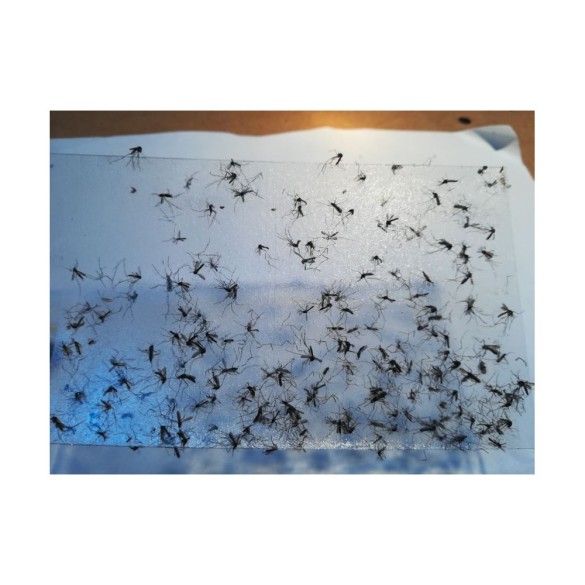 Set 10 Fogli Adesivi per Trappola Zanzare BIOGENTS