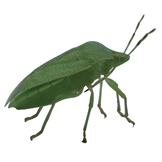 Insetticida Concentrato...