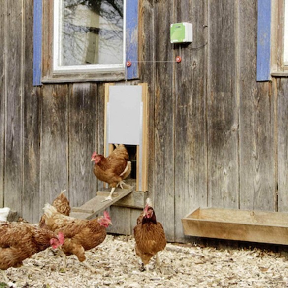 Apriporta Automatica per Pollame 300x400mm KERBL