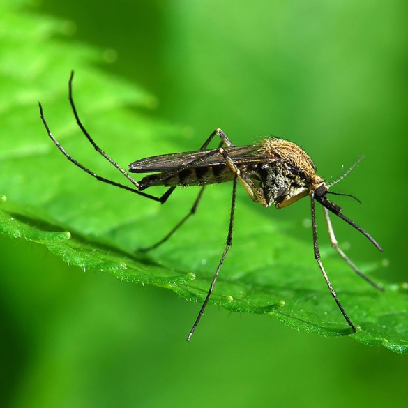 Spirali Antizanzara Flortis 10 pz