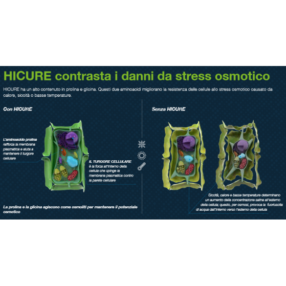 Fertilizzante HICURE 1lt Syngenta