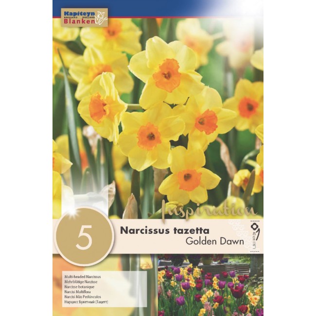 Bulbi di Narciso Golden Dawn 5 pz...