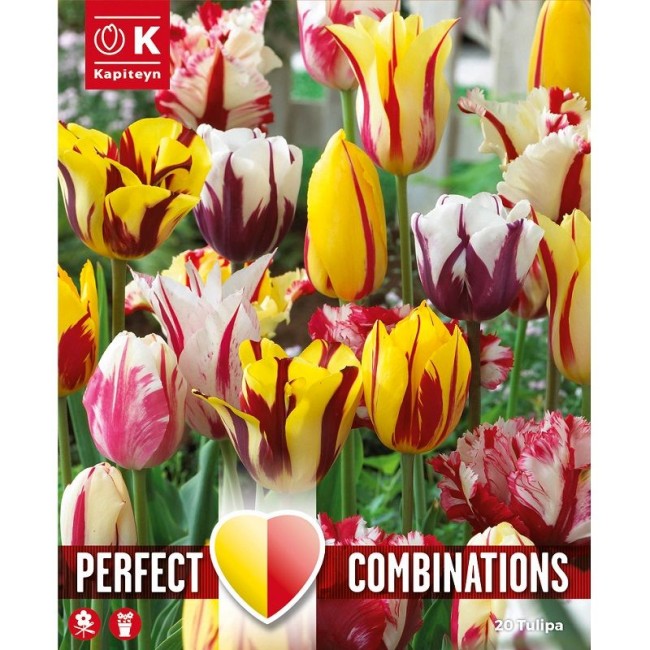 Bulbi Combi Tulipano Fireworks 15pz...
