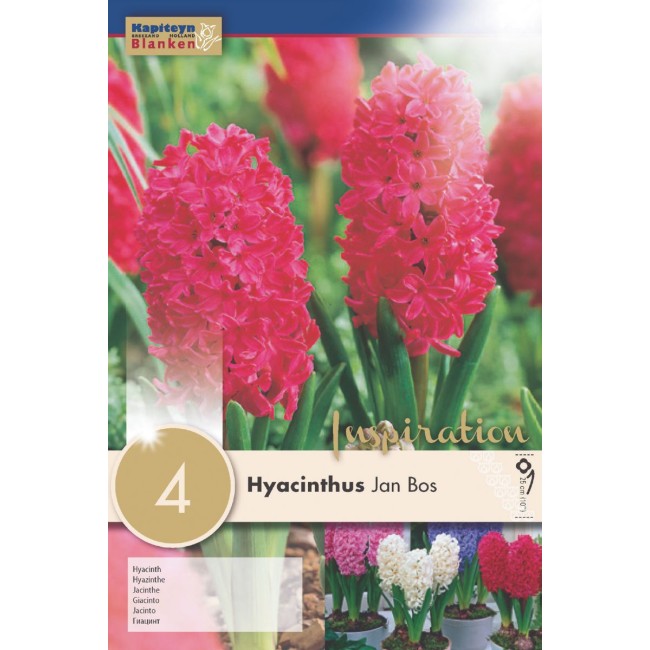 Bulbi di Giacinto Janbos 4 pz KAPITEYN