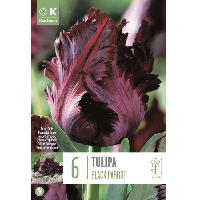 Bulbi di Tulipano Black Parrot 6 pz...