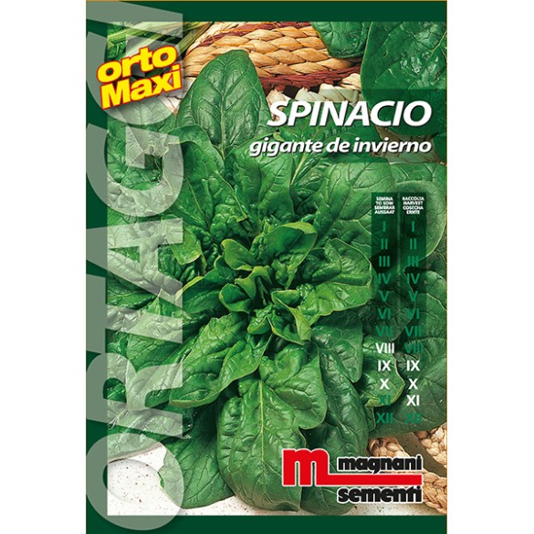 Semi di Spinacio Gigante di Inverno MAGNANI