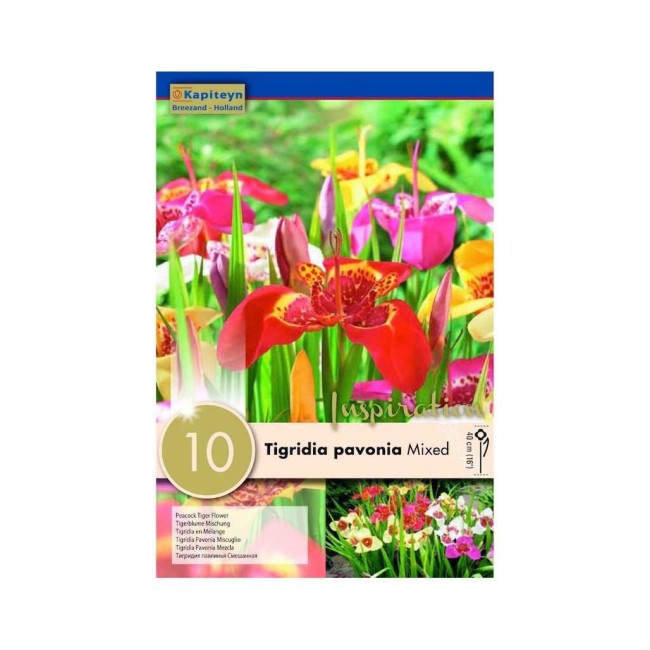 Bulbi di Tigrida Pavonia Mixed Kapiteyn