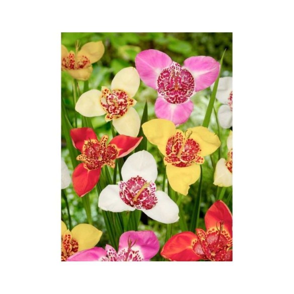 Bulbi di Tigrida Pavonia Mixed Kapiteyn