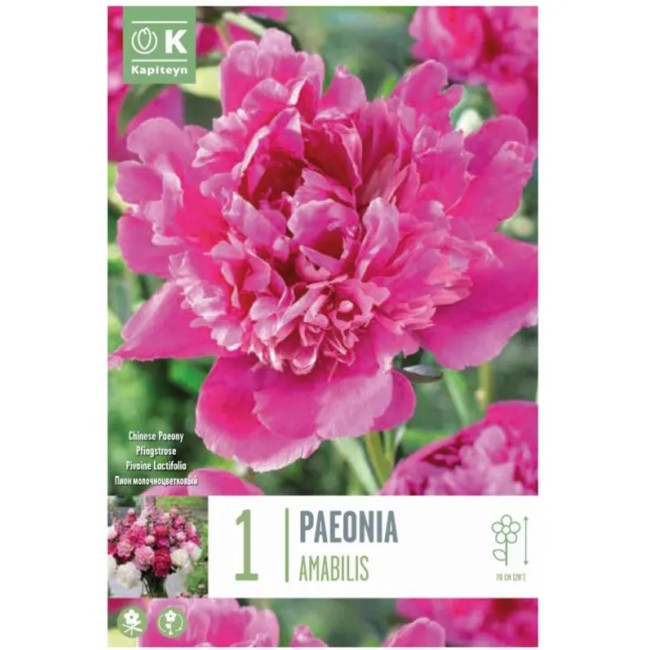 Bulbi di Peonia Amabilis 1pz Kapiteyn