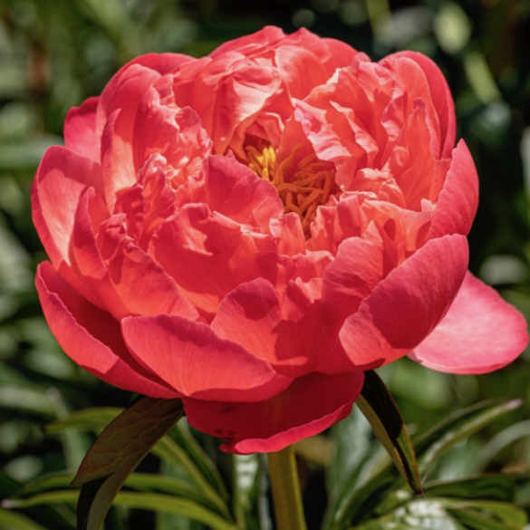 Bulbi di Peonia Lactiflora Coral Sunset 2pz Kapiteyn