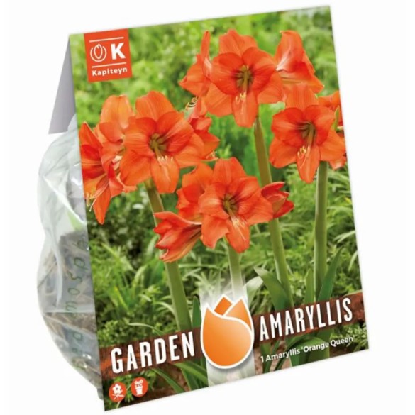 Bulbi di Amaryllis Orange Queen 1pz Kapiteyn