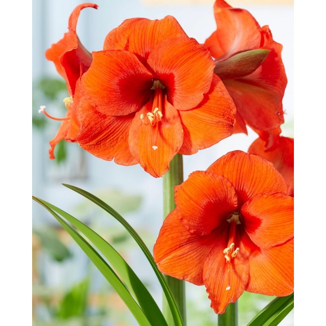 Bulbi di Amaryllis Orange Queen 1pz...